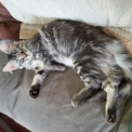 Chaton Maine Coon de race  prix 1200 .