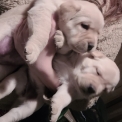 Acheter Labrador bébé pour 800 €