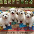 Chiot Coton de Tulear sans pedigree – prix 750 €.