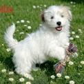 Coton de Tulear disponible dans le Tarn-et-Garonne