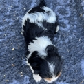 Chiot Cavalier King Charles à adopter au prix de 1500 €