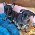 Chiot Chihuahua sans pedigree – prix 950 €.