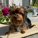 Chiot Yorkshire Terrier de race – prix 1000 €.