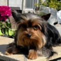 Chiot Yorkshire Terrier de race – prix 1000 €.