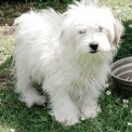Chiot Coton de Tulear sans pedigree – prix 500 €.