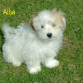 Chiot Coton de Tulear sans pedigree en région Occitanie.