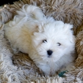 Chien Coton de Tulear proposé par l’élevage Elevage Connelly.