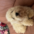 Chiot Coton de Tulear de race en région Centre-Val de Loire.
