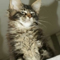 Chat Maine Coon proposé par l’élevage Chatterie de la croix Lorraine.