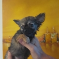 Chien Chihuahua proposée par l’élevage Chiwawas des lys.
