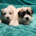 Chiot Coton de Tulear de race – prix 1250 €.