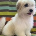 Coton de Tulear disponible dans le Loir-et-Cher