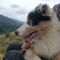Chien Berger australien proposé par l’élevage Élevage des Allebasses.