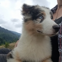 Berger australien disponible dans le Puy-de-Dôme