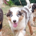 Chien Berger australien proposé par l’élevage Élevage des Allebasses.