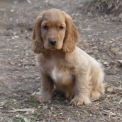 Chiot Cocker Anglais Spaniel sans pedigree – prix 1110 €.