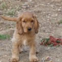 Cocker Anglais Spaniel disponible en Charente