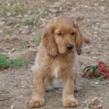Cocker Anglais Spaniel disponible en Charente