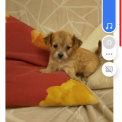 Chihuahua chiot vendu 1100 €