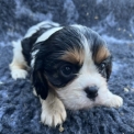 Cavalier King Charles disponible dans le Var