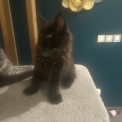 Chaton Maine Coon de race – prix 1400 €.