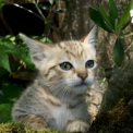 Chaton Chat Savannah de race – prix 1850 €.