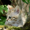 Chaton Chat Savannah de race  en région Occitanie.