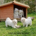 Chiot Coton de Tulear sans pedigree – prix 750 €.