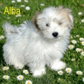 Chiot Coton de Tulear sans pedigree – prix 500 €.