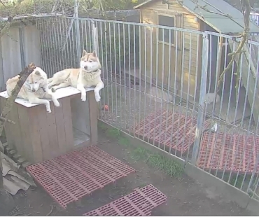 OF WOLVES CHILDREN OF THE MOON