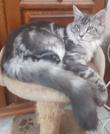 Chatterie de Ker Avel