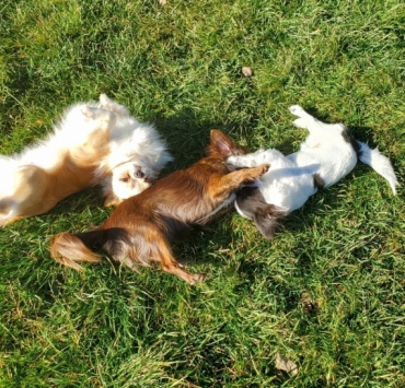 Des Petits Cevenols