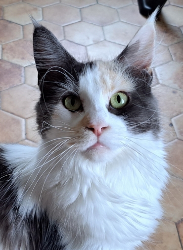 Chatterie de la Montée du Lac