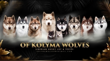 Of Kolyma Wolves