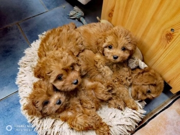 CAVAPOO