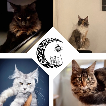 de l'univers du Coon Cattery