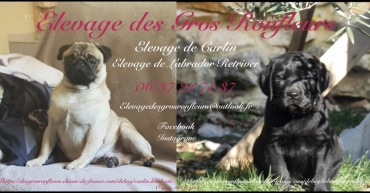 Des Gros Ronfleurs