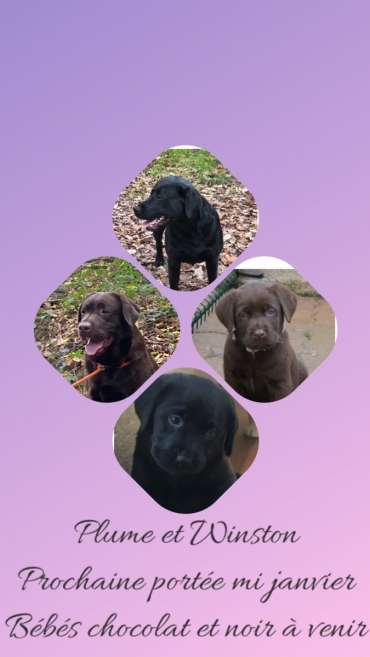 Chiots Labrador