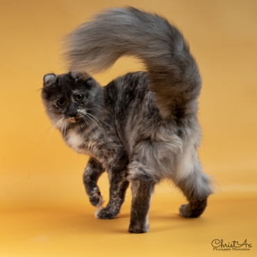 Chatterie Arcencielcirou