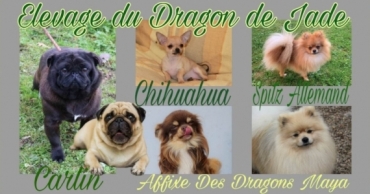 Dragon de Jade