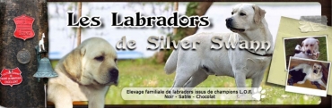 LES LABRADORS DE SILVER SWANN