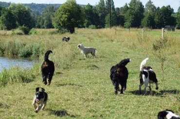 Du Royaume Des Bouviers
