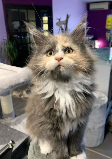 chatterie des terres du nord