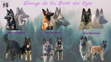 Centre Canin De La Foret Des Lyns