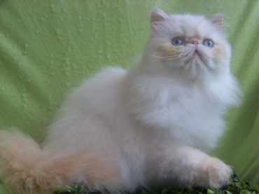 Chatterie Au Coeur Du Soleil