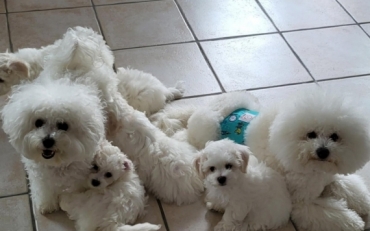 Au Royaume De Bagheera