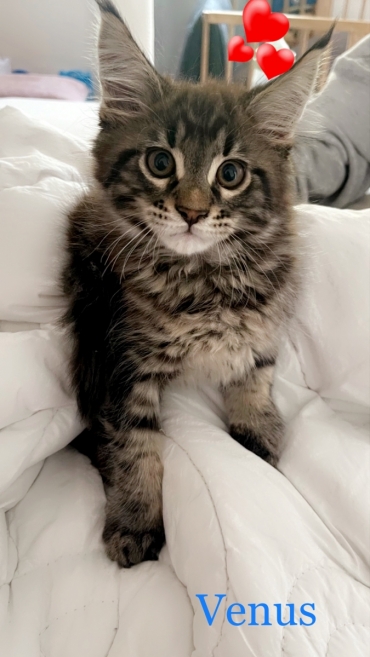 Chatcoon