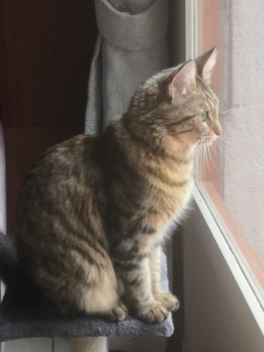 Chatterie du Manoir d'Utopium