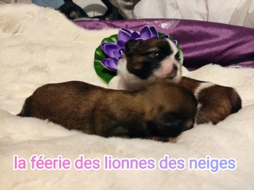 La Feerie De La Lionne Des Neiges