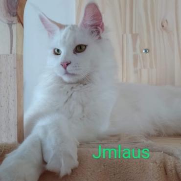 Jmlaus